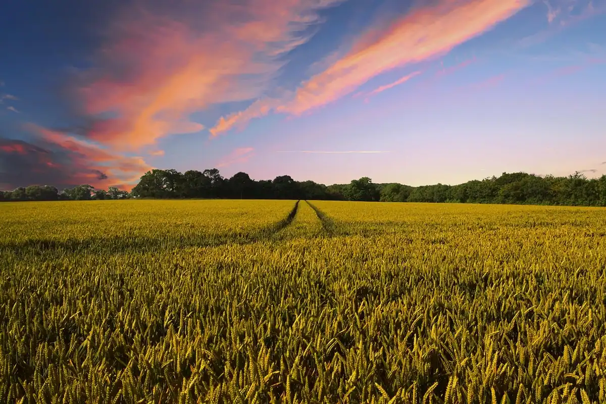 Lan de grâu la apus, cu câmpuri agricole și o fermă în zare, la țară