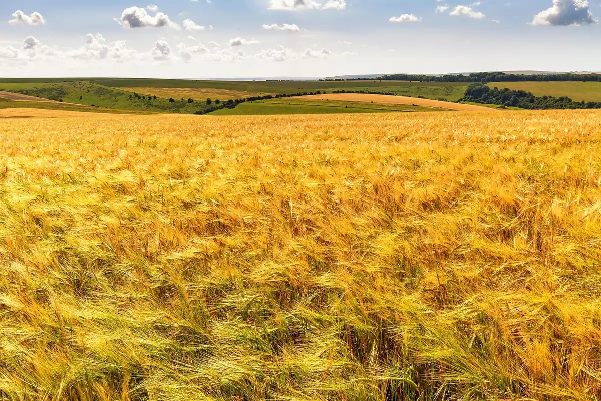 Lan de grâu auriu coapt, sub cer larg, în câmpia românească