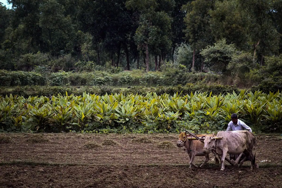 Câmp agricol la țară dimineața, cu sat în zare și vite pe pășune